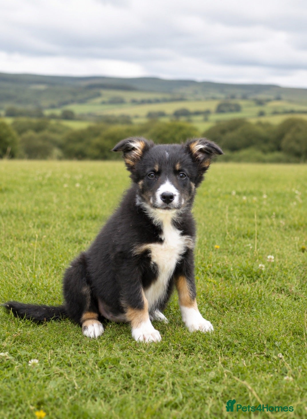 Border Collie dogs Female tri-coloured border collie pup - Advert 3