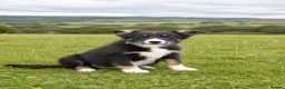Border Collie dogs for sale: Female tri-coloured border collie pup - Advert 1