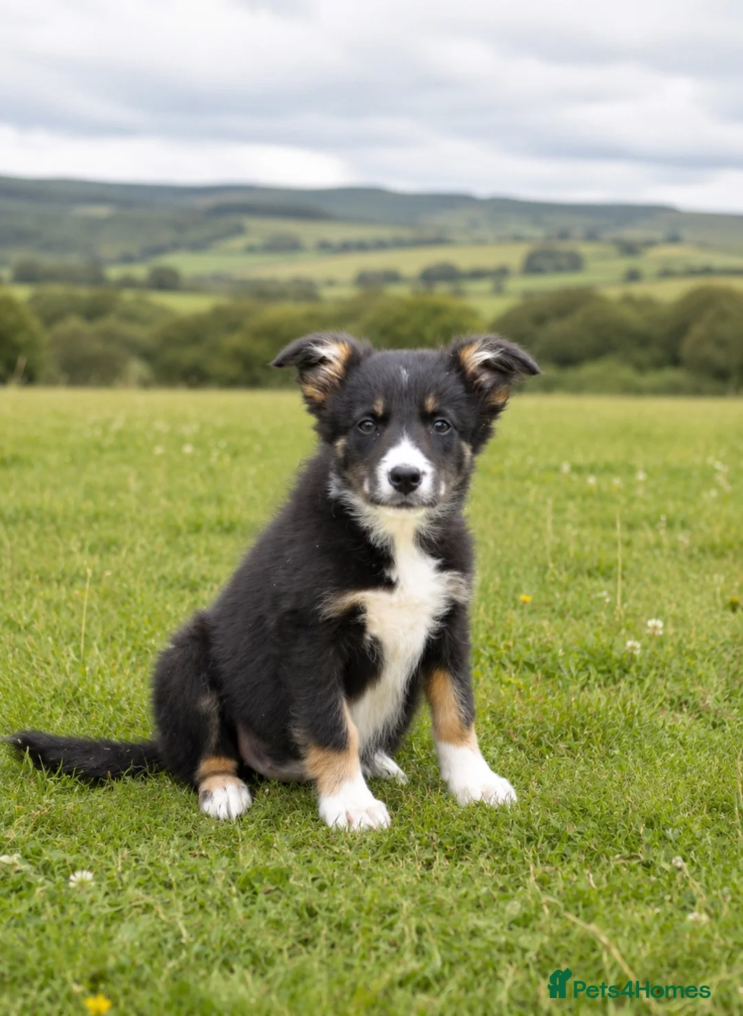 Border Collie dogs for sale: Female tri-coloured border collie pup - Advert 1