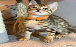 Bengal cats for sale: Exquisite TICA Registered gold&snow BengalKittens  - Image 7