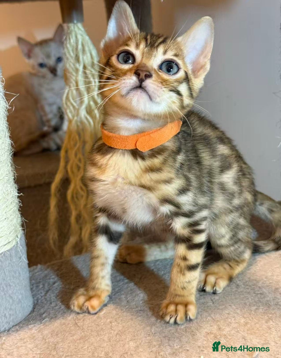 Bengal cats for sale: Exquisite TICA Registered gold&snow BengalKittens  - Image 7