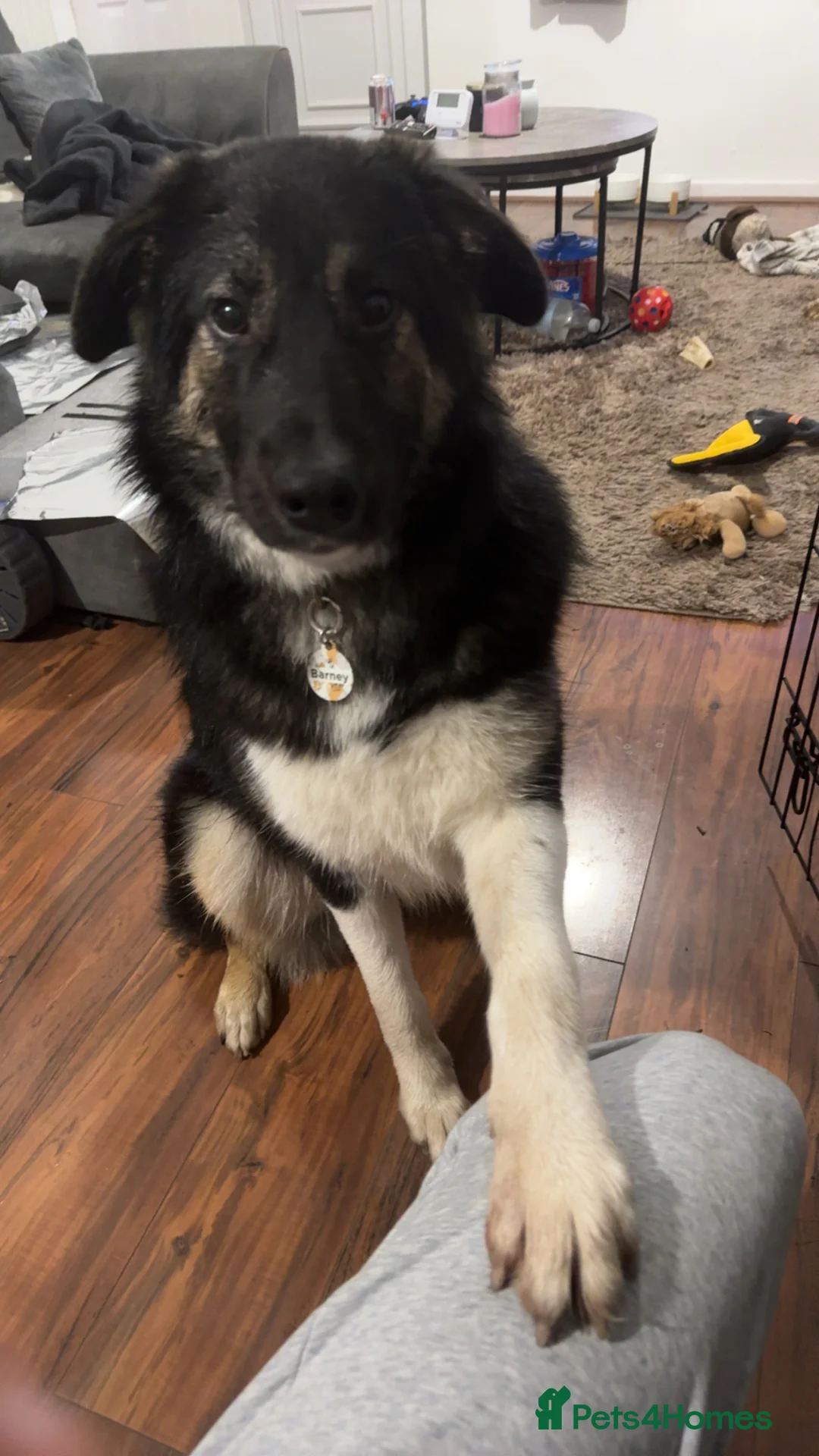 Mixed Breed dogs for sale: Beautiful Barney! - Advert 8