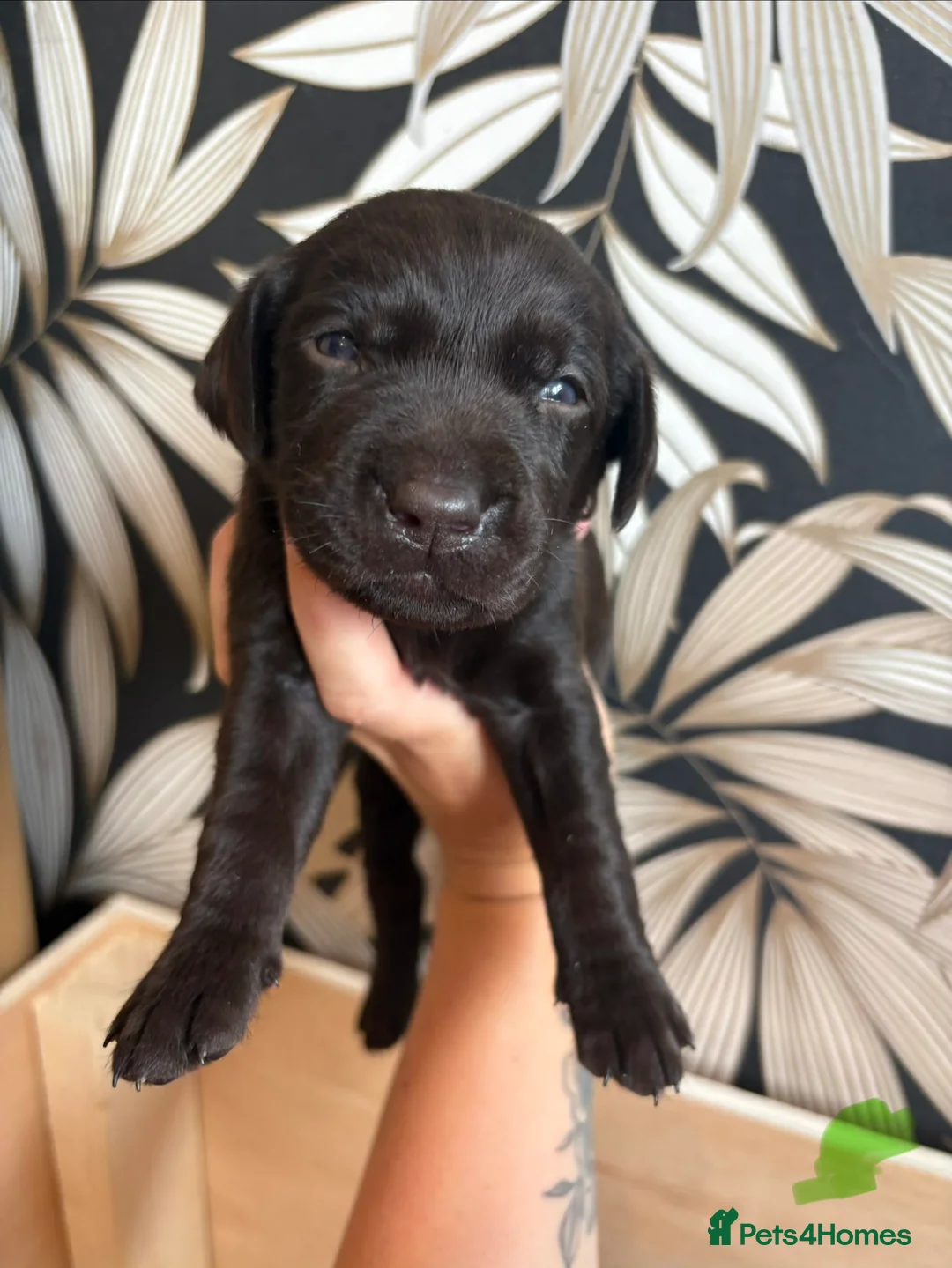 Labrador Retriever dogs for sale: Beautiful Chocolate Labs - Advert 2
