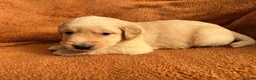 Golden Retriever dogs for sale: Kennel Club Registered Golden Retriever Puppies  - Advert 14