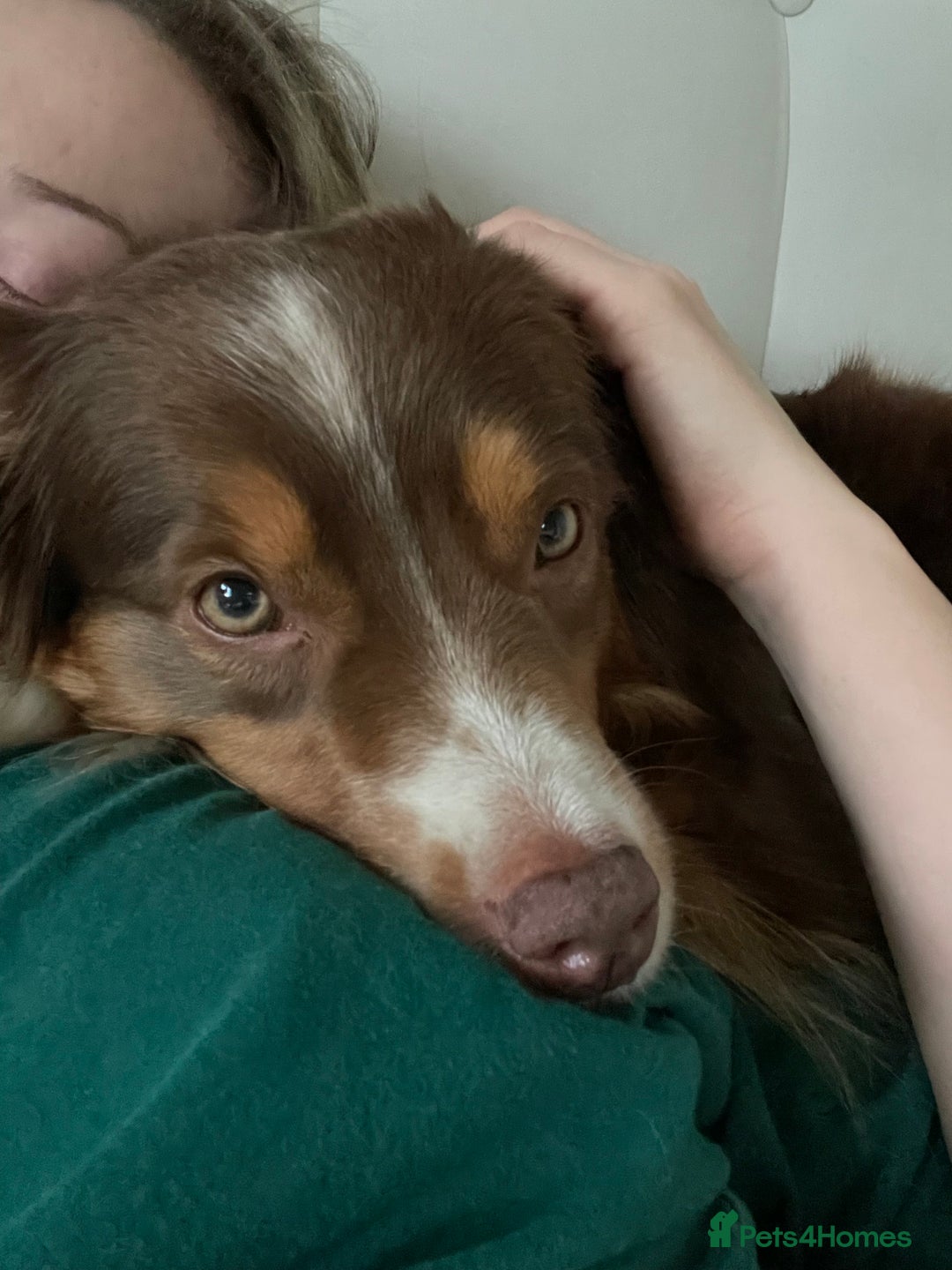 Australian Shepherd dogs for sale: Miley  - Advert 2