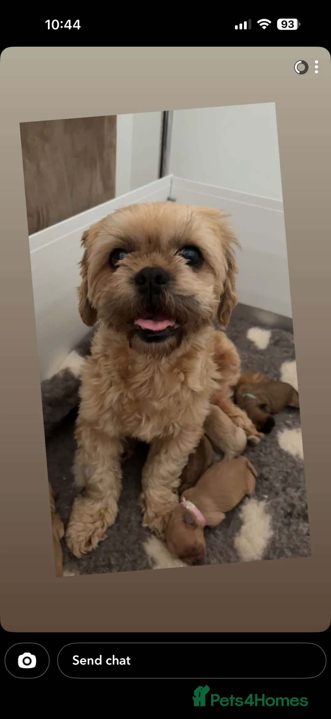 Shih Tzu dogs for sale: Shihtzu puppies - Advert 2