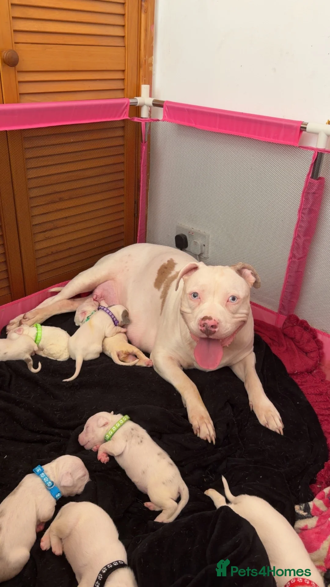 American Bully dogs for sale: American bully puppies for sale  in Middlesbrough - Advert 1