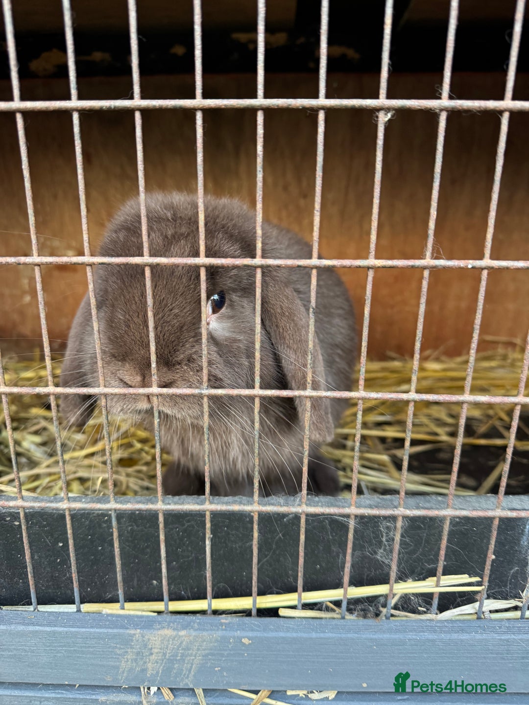 Mini Lop rabbits for sale: Mini Lop Bunny *URGENTLY NEEDS NEW HOME* - Advert 1