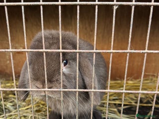 Mini Lop rabbits Mini Lop Bunny *URGENTLY NEEDS NEW HOME* - Advert 2