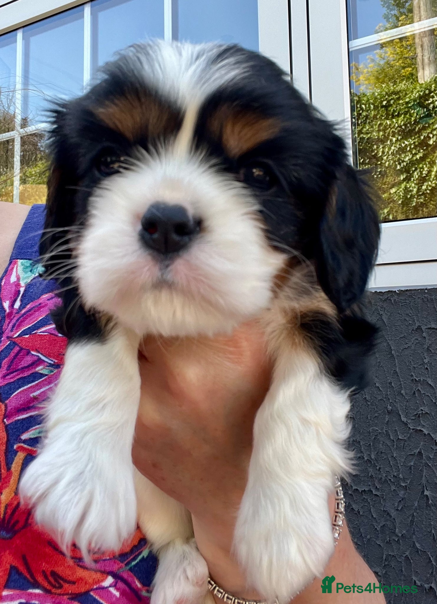 Cavalier King Charles Spaniel dogs Kc reg fully health tested CKCS licensed breeder - Advert 1
