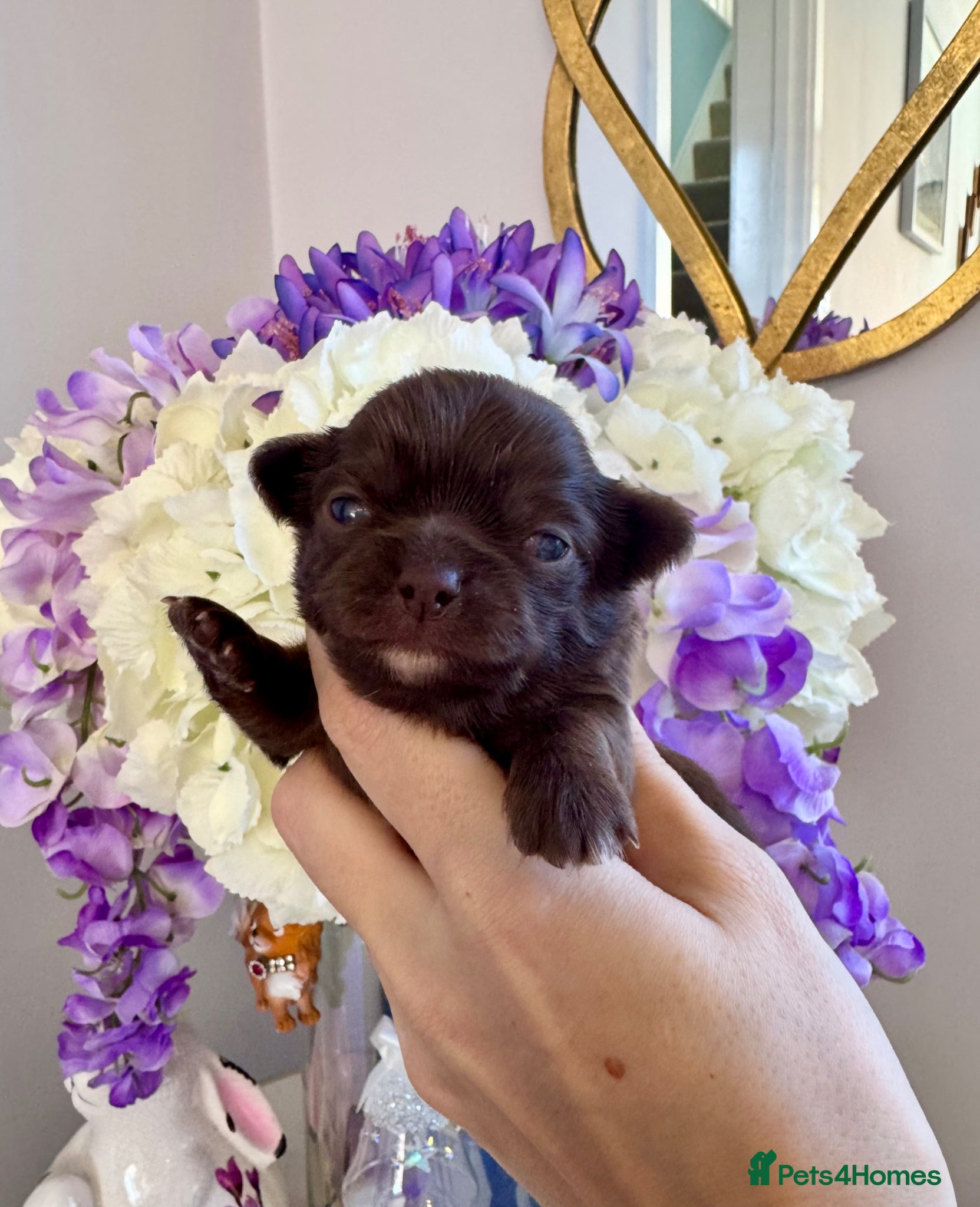 Chihuahua dogs 🤎 Exotic KC LC chocolate chihuahuas 🤎 - Advert 2