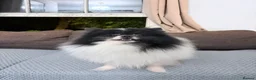 Pomeranian dogs for sale: Pomeranian Puppies – Home Raised With Mum & Dad - Advert 34