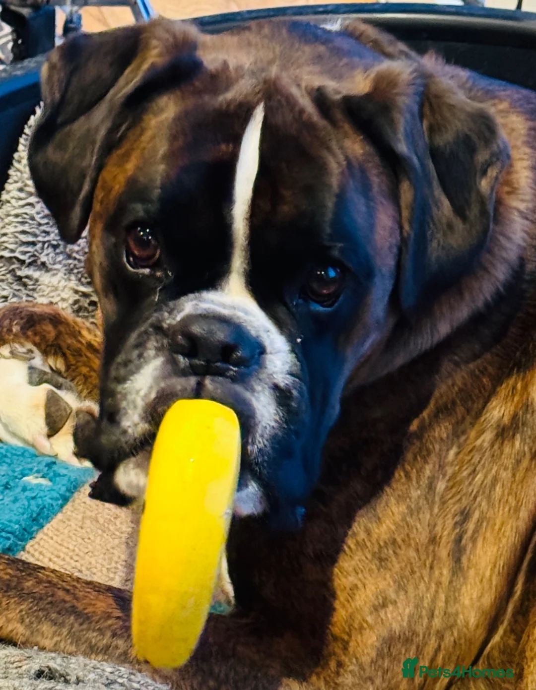 Boxer dogs for sale: Peggy needs a loving home  - Advert 2