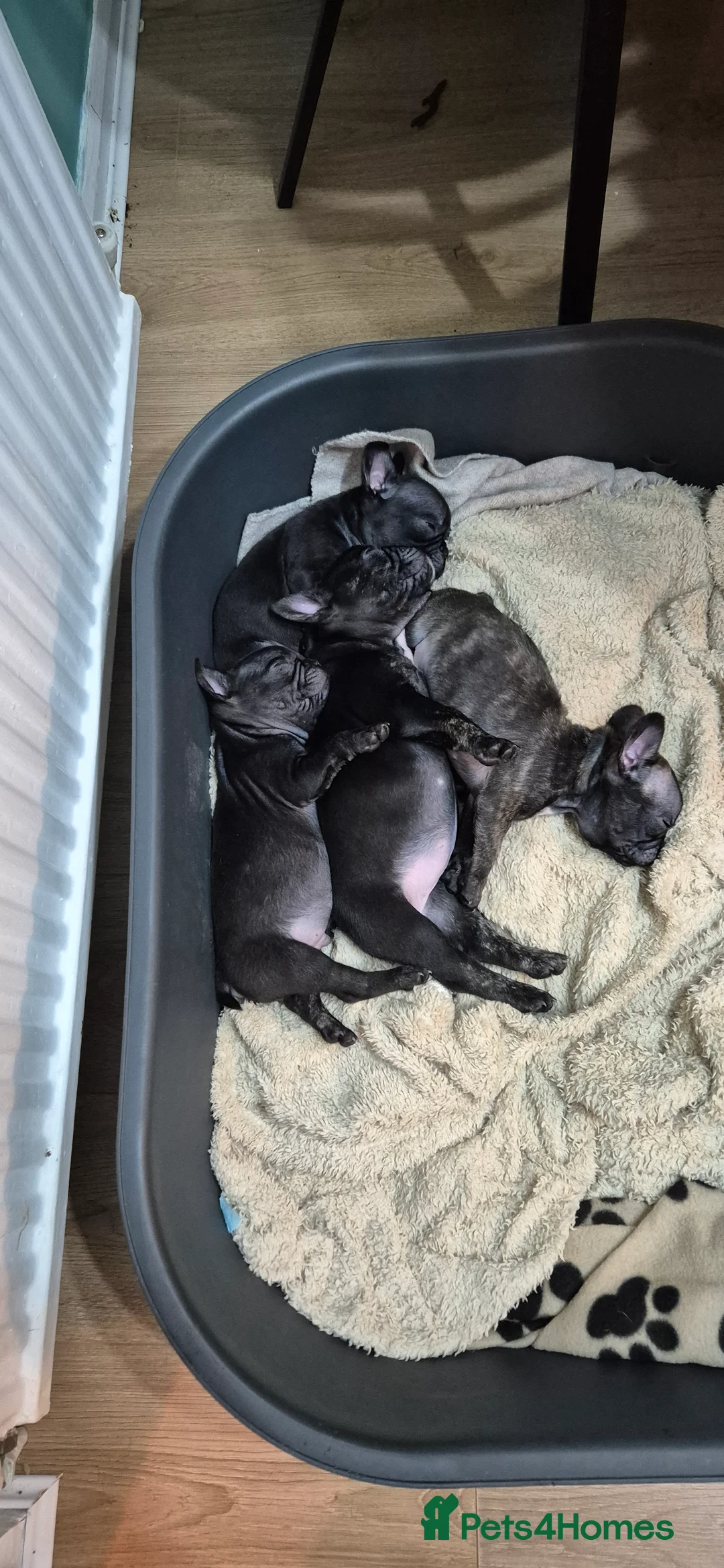 French Bulldog dogs for sale: Frenchie puppies ready to go - Advert 12