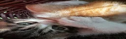 Mixed Breed cats for sale: Absolutely gorgeous BSH x bengal cross kittens - Advert 20