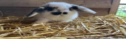 Mini Lop rabbits for sale: Gorgeous pure Mini lops and mini lion lops  - Advert 25