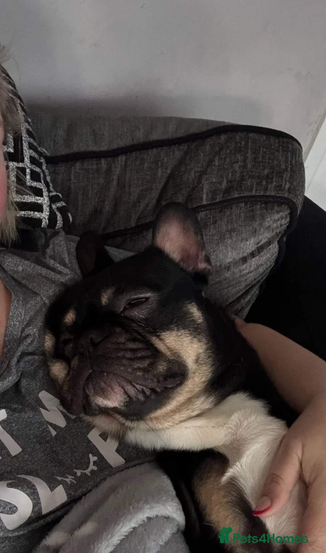 French Bulldog dogs for sale: Affectionate 1yr Old Frenchie Genuine Home Wanted - Advert 4