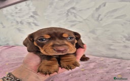 Dachshund dogs for sale: Miniature dachshund puppies PRA CLR - Image 26