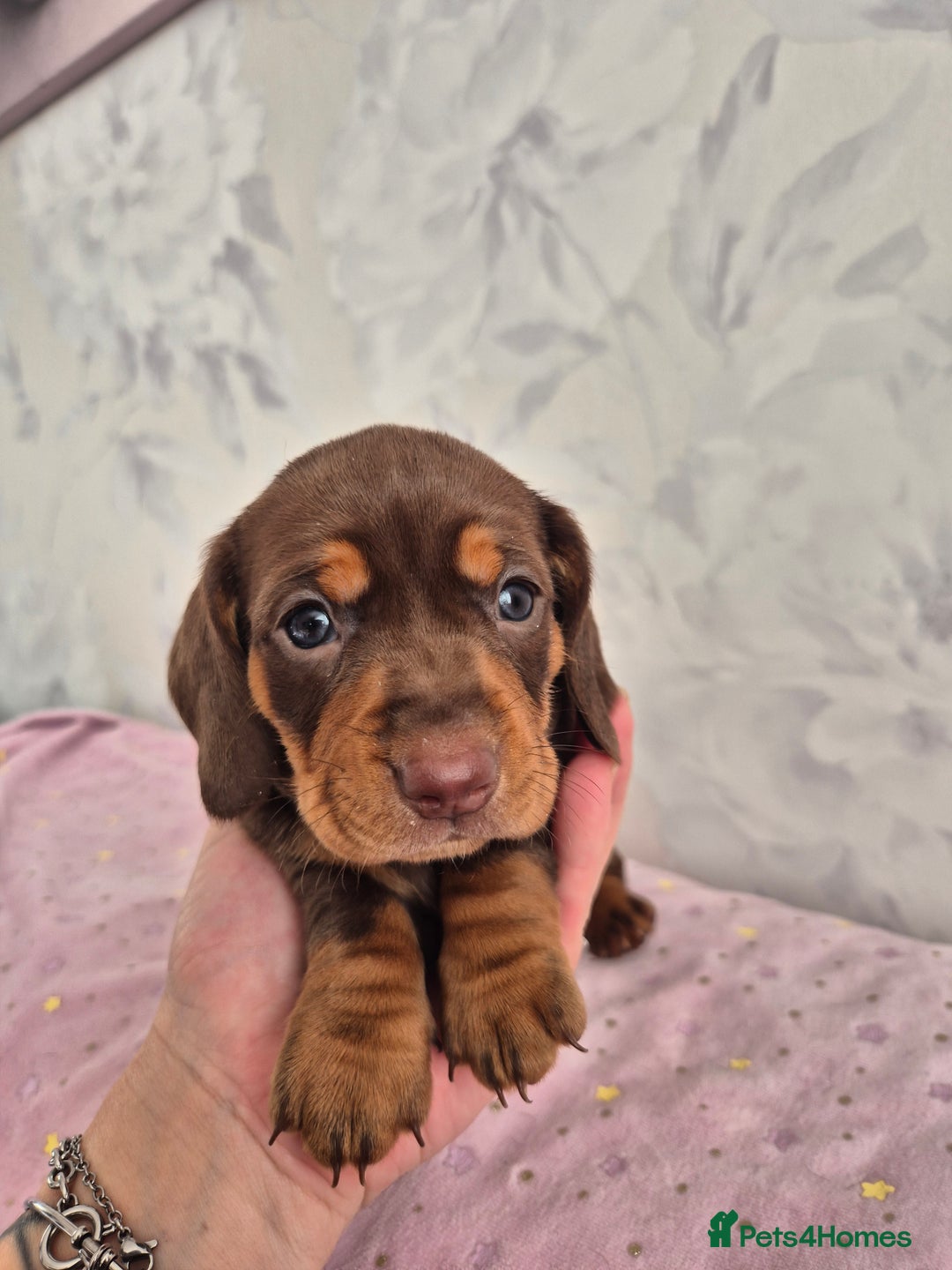 Dachshund dogs for sale: Miniature dachshund puppies PRA CLR - Image 26