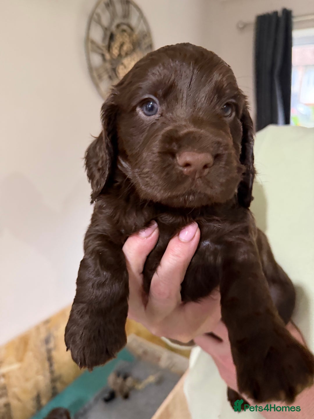 Cocker Spaniel dogs for sale: cocker spaniel puppies  - Advert 5