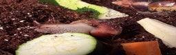 Snails invertebrates for sale: Giant African land snails for sale  - Advert 6