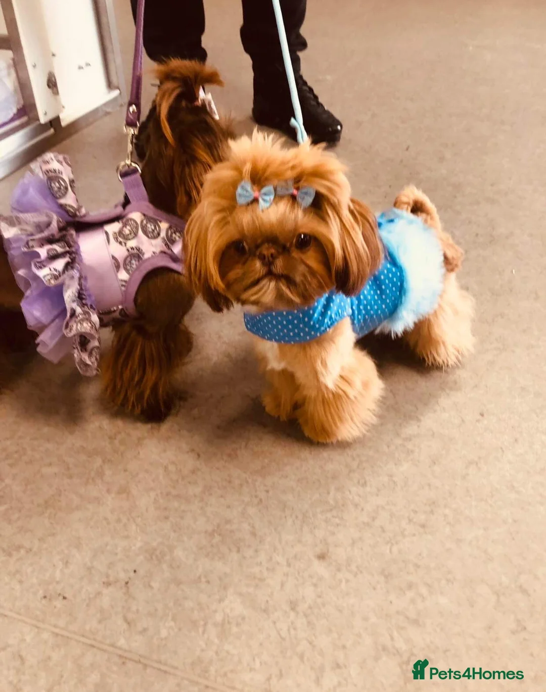 Shih Tzu dogs for stud: Tiger orange imperial shih tzu  in Basildon - Advert 1