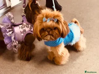 Shih Tzu dogs Tiger orange imperial shih tzu in Basildon - Advert 13