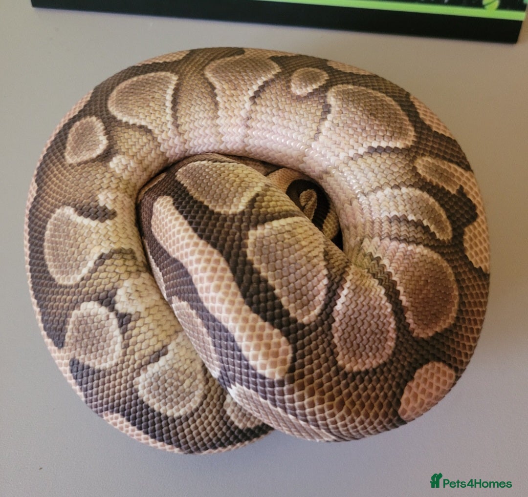 Python Snake reptiles for sale: Juvenile ile Royal Pythons - Image 6