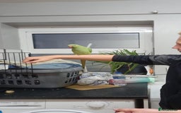 Finches birds for sale: Indian ring neck baby - Image 2