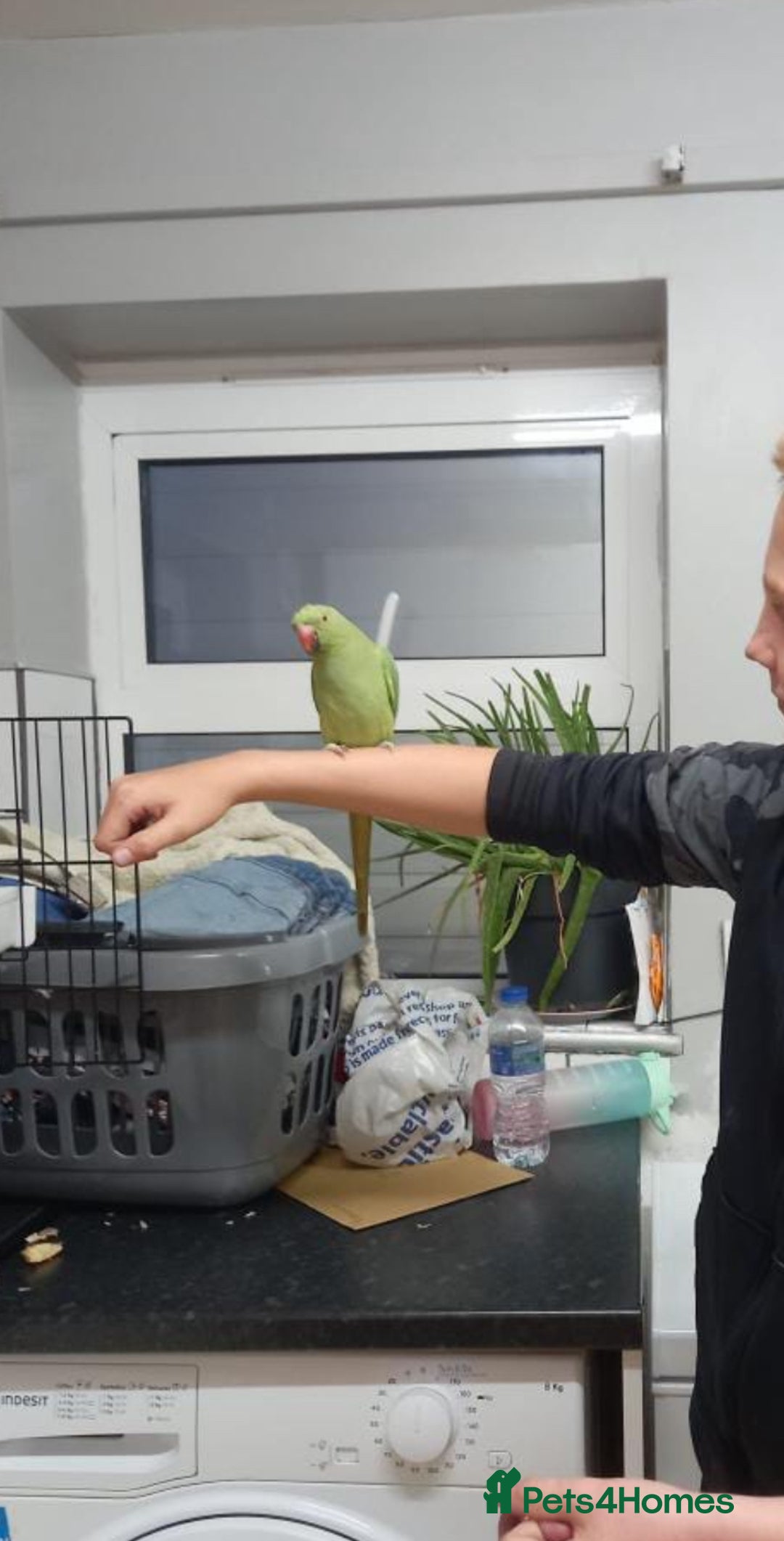 Finches birds for sale: Indian ring neck baby - Image 2