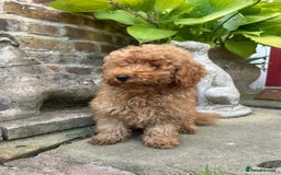 Toy Poodle dogs for sale: Top Quality KC Reg Red/Apricot Toy Poodles - Image 4