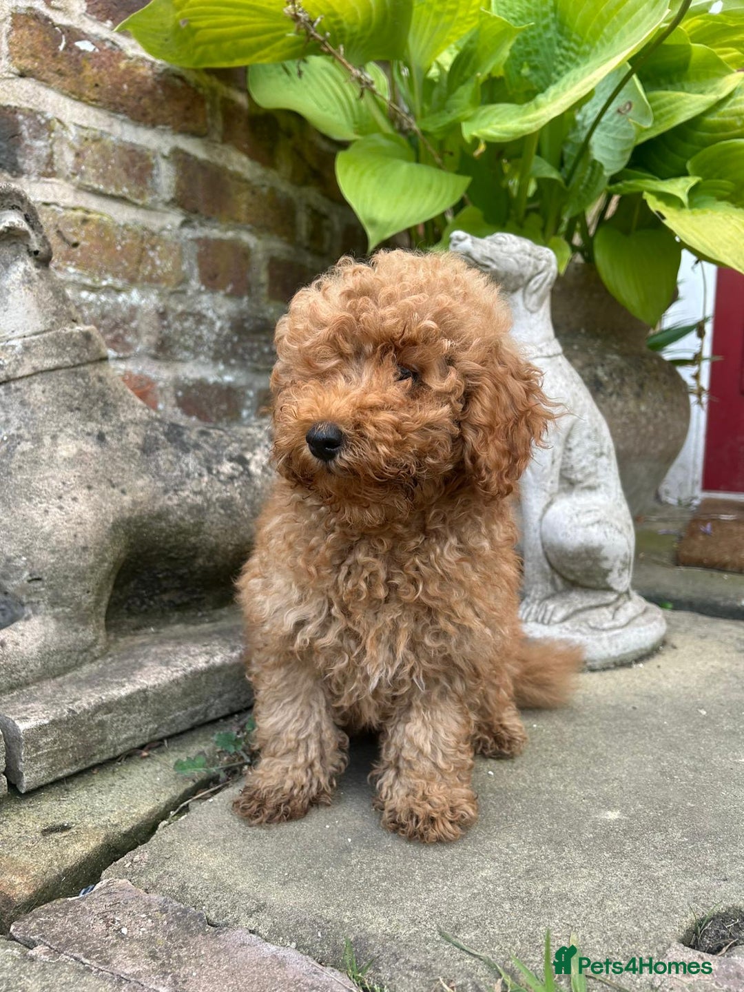 Toy Poodle dogs for sale: Top Quality KC Reg Red/Apricot Toy Poodles - Image 4