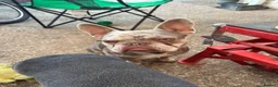 French Bulldog dogs for sale: French Bulldog Puppies - Advert 20
