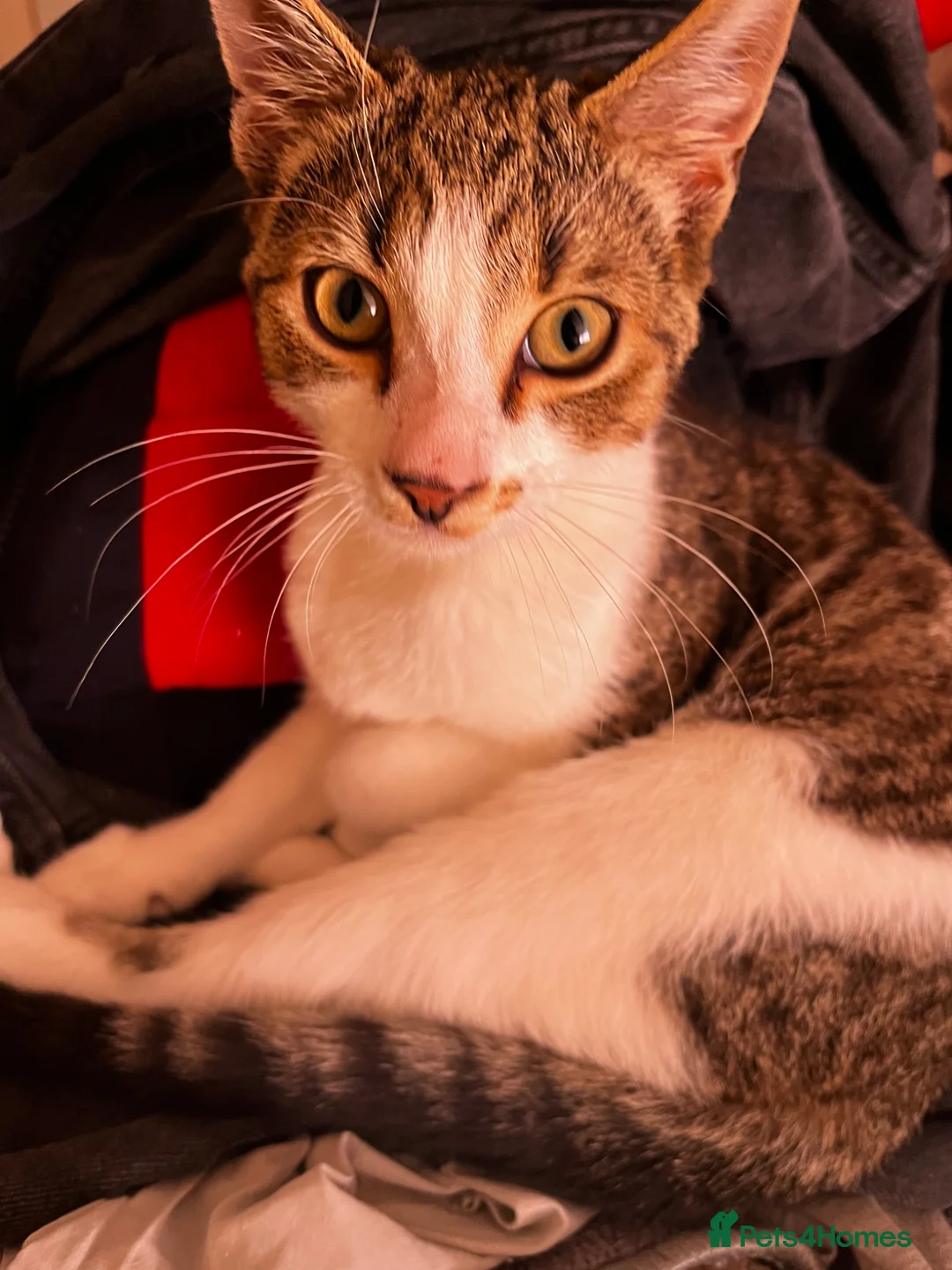 Mixed Breed cats for sale: Cat for sale in Cullompton - Advert 3