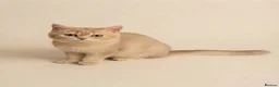 British Longhair cats for sale: TICA registered BLH & BSH Kittens - Advert 7