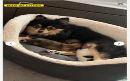 Pomeranian dogs for sale: Beautiful Pomeranian Girl - Image 6