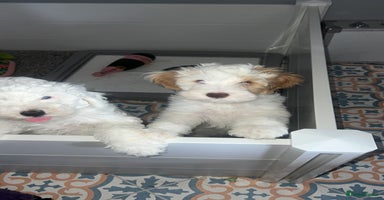 Australian Labradoodle dogs - Advert 7