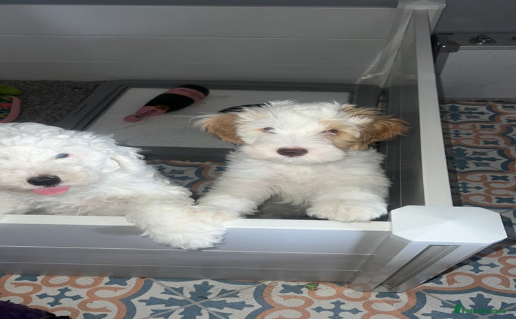 Australian Labradoodle dogs - Advert 3