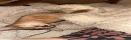 Abyssinian cats for sale: Two Abyssinian kittens 1 male and 1 female  - Advert 3