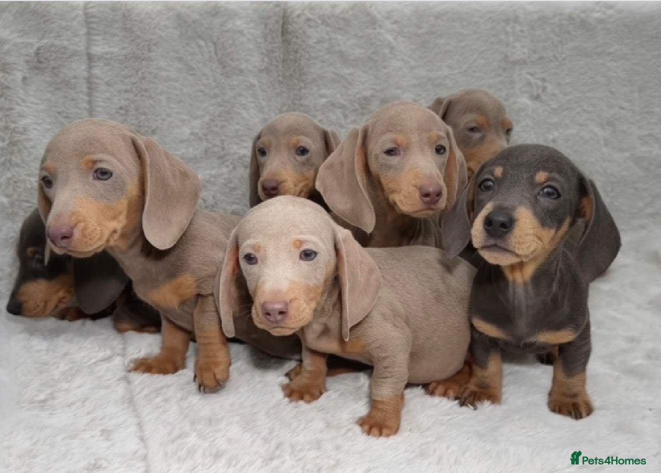 Dachshund dogs Adorable Dachshund Puppies  - Advert 4