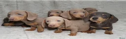 Dachshund dogs for sale: Adorable Dachshund Puppies  in Guildford - Advert 1