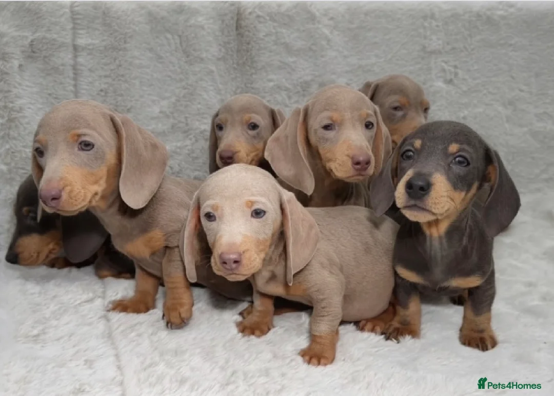 Dachshund dogs for sale: Adorable Dachshund Puppies  in Guildford - Advert 1
