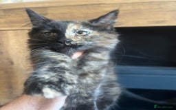 Maine Coon cats for sale:  Two Beautiful Maine Coon Cross Cats for Sale  - Image 7