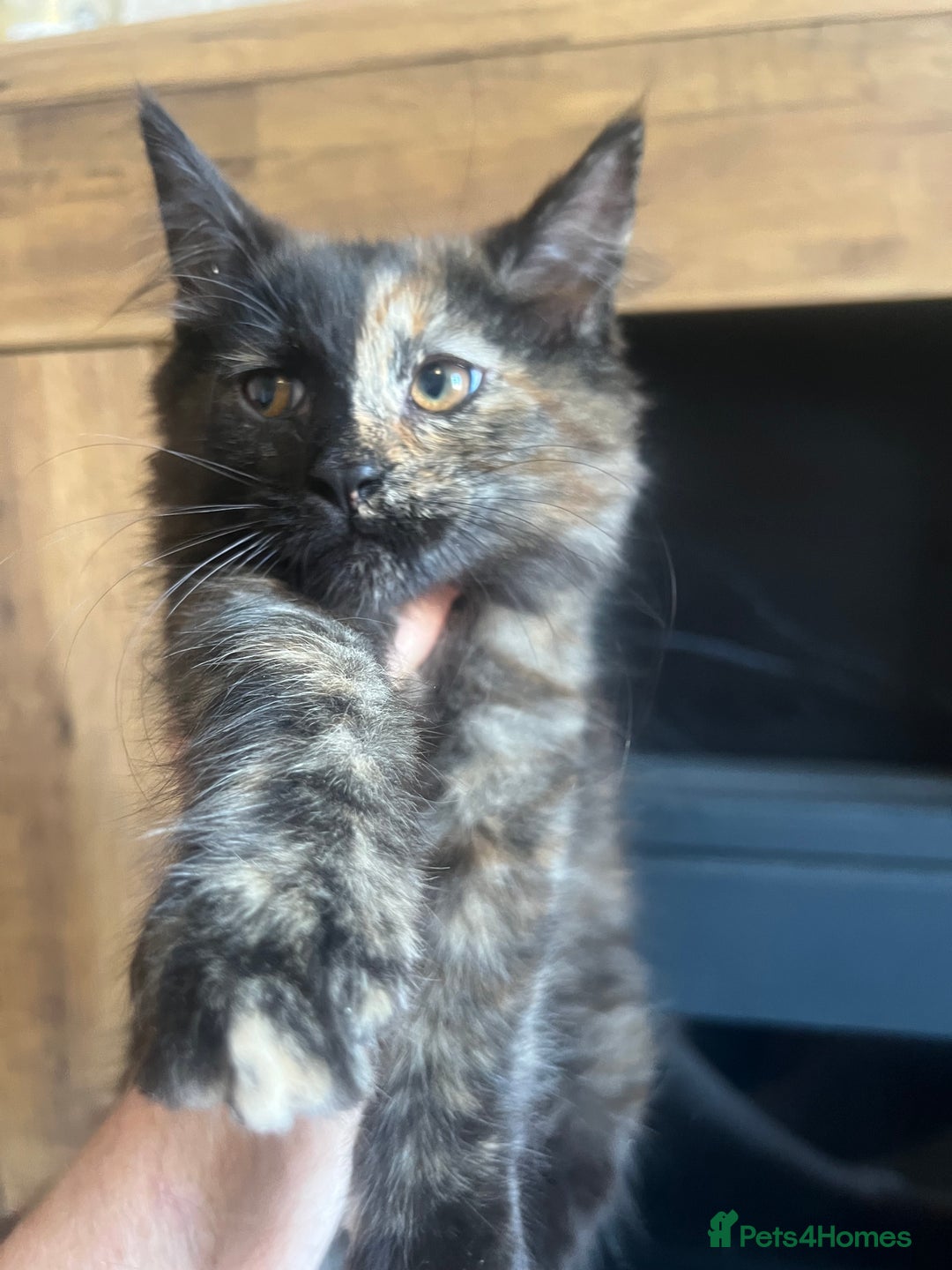 Maine Coon cats for sale:  Two Beautiful Maine Coon Cross Cats for Sale  - Image 7