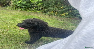 Miniature Poodle dogs - Advert 11