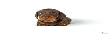 Miniature Dachshund Puppy 2