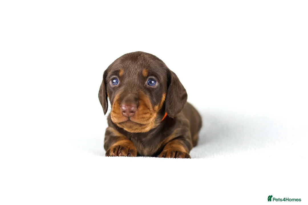 Miniature Dachshund dogs for sale: Miniature dachshund puppies  - Advert 15