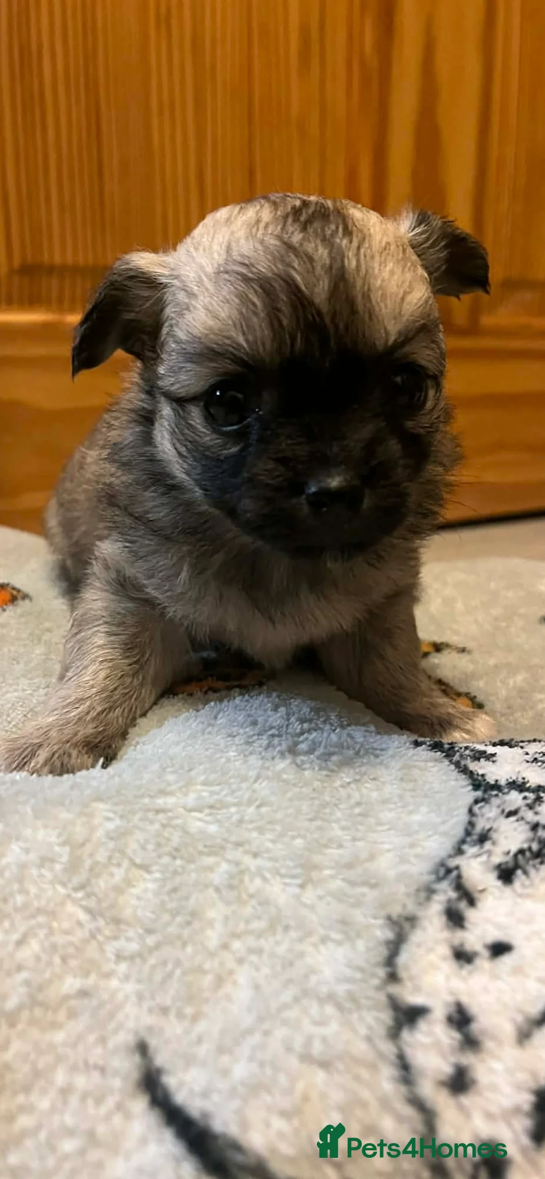 Chihuahua dogs for sale: Long coated chihuahua puppies  - Advert 6