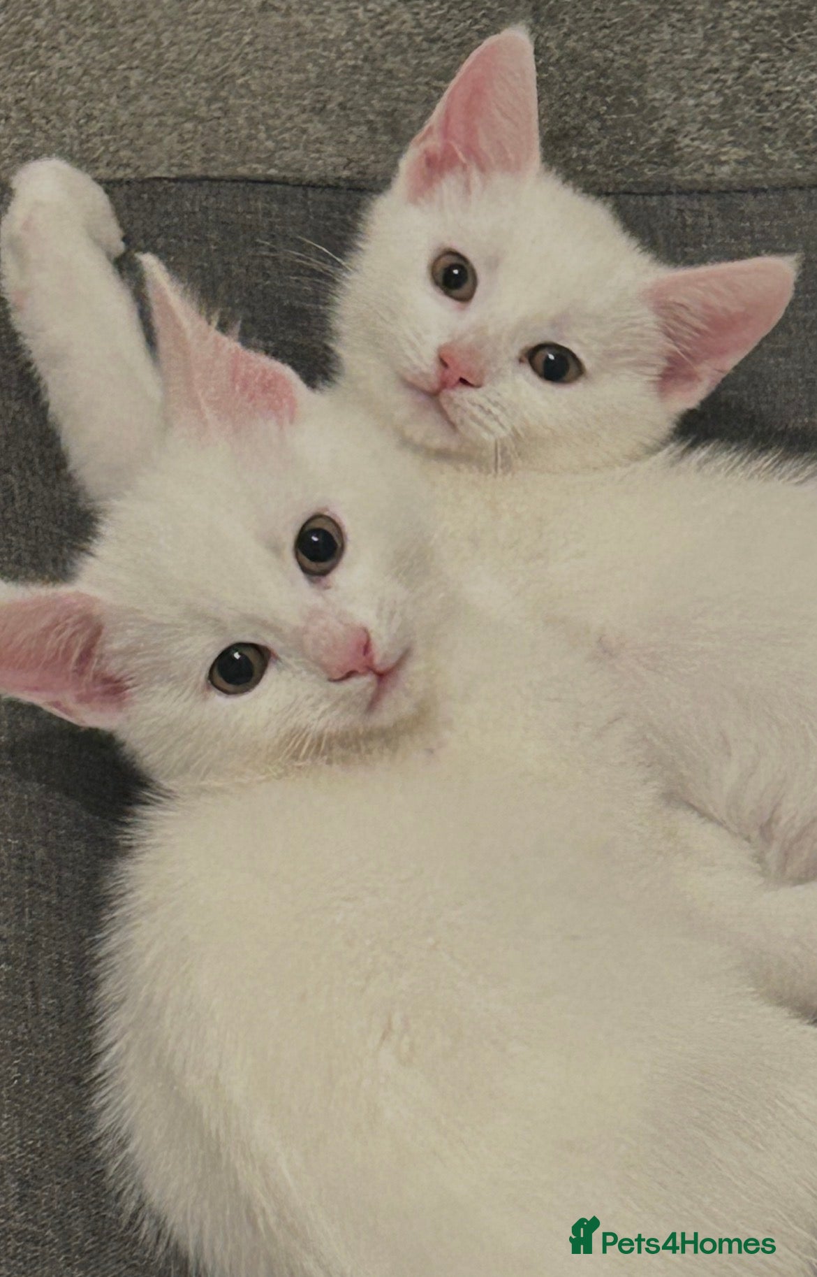 Mixed Breed cats  £280 for both. Very sweet 12 week kittens pair  - Advert 9