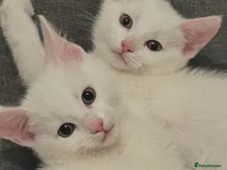 Mixed Breed cats £280 for both. Very sweet 12 week kittens pair - Advert 9
